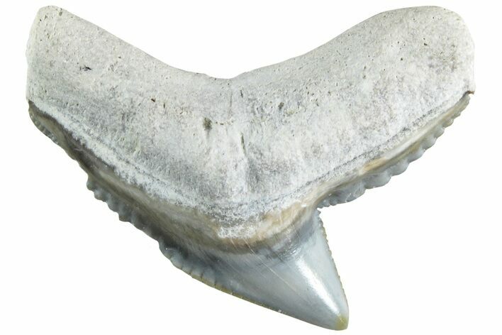 Colorful, Fossil Tiger Shark Tooth - Bone Valley, Florida #235587